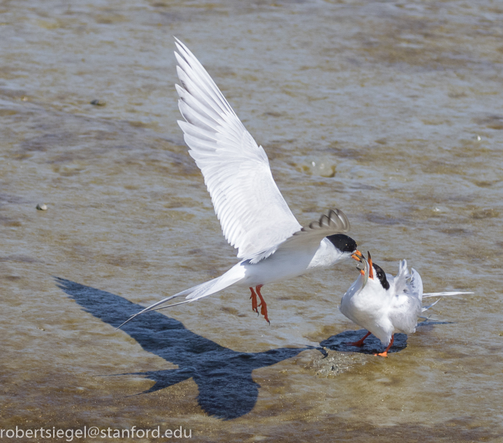 baylands